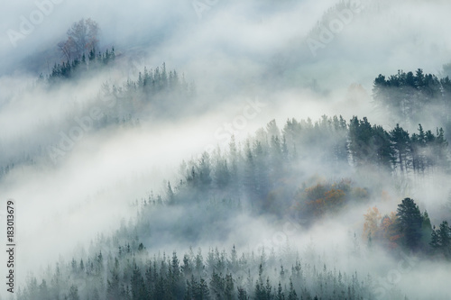 misty forest landscape © jon_chica