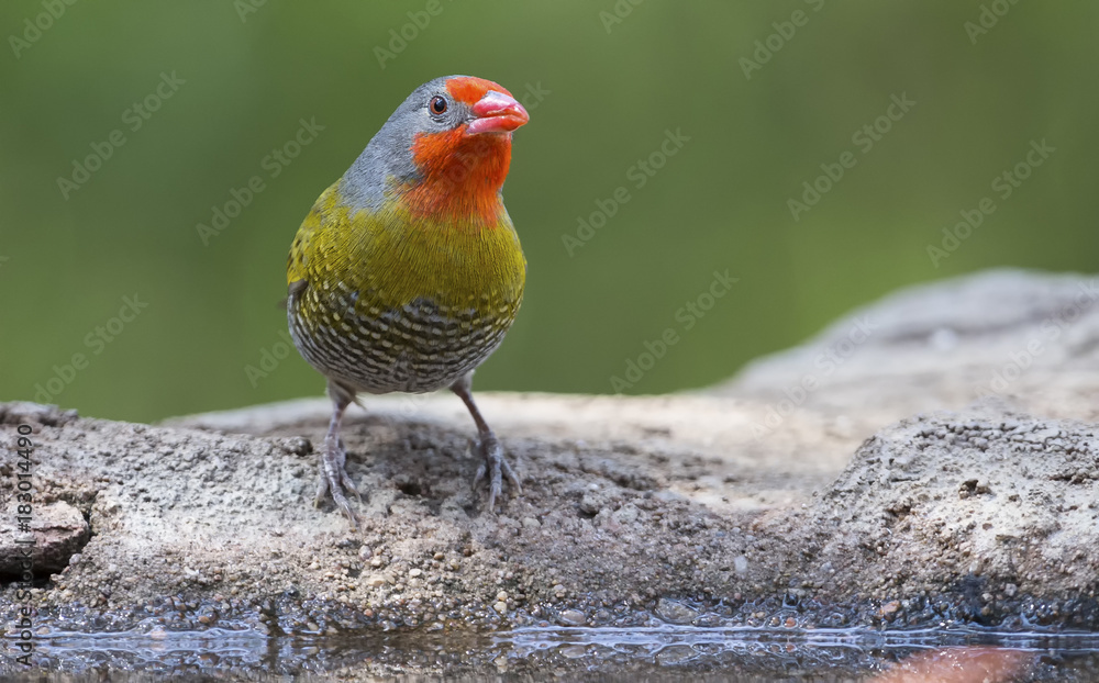 Male Melba Finch drinking water from rocks next to pond Male Melba Finch drinking water from rocks next to pond