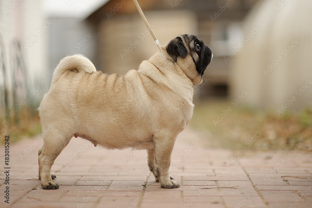 Φωτογραφία A small dog stands on the pavement. Portrait of a pug