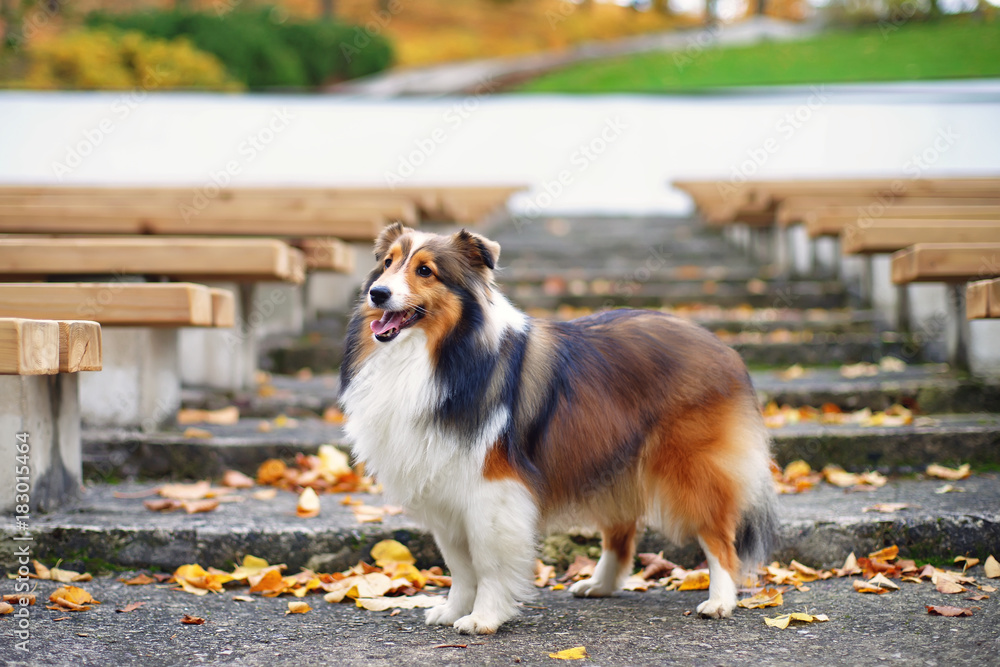 Fluffy sable Sheltie dog staying on the stairs near wooden benches in autumn park Fluffy sable Sheltie dog staying on the stairs near wooden benches in autumn park