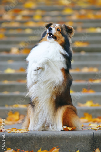 Obedient sable Sheltie dog posing on its hind legs outside on the steps with fallen leaves in autumn park