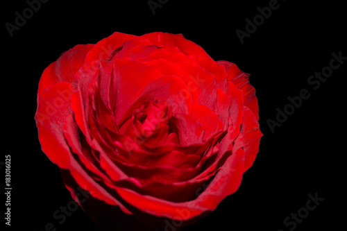 Single Red Rose On Black Background