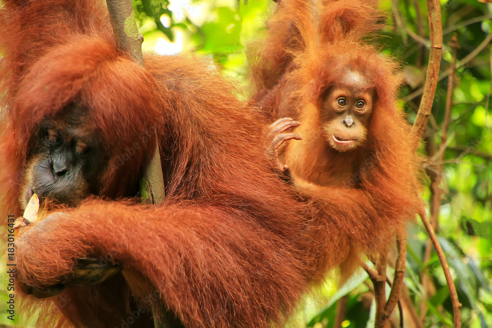 Female Sumatran orangutan with a baby sitting on a tree in Gunung Leuser National Park, Sumatra, Indonesia Female Sumatran orangutan with a baby sitting on a tree in Gunung Leuser National Park, Sumatra, Indonesia