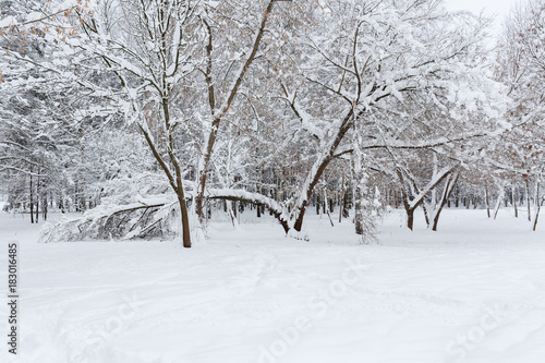  The tree fell under the weight of snow. Winter scene. Trees after a heavy snowfall. The snow is white and fluffy