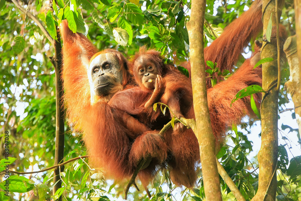 Naklejka premium Samica orangutana sumatrzańskiego z dzieckiem wiszącym na drzewach, Park Narodowy Gunung Leuser, Sumatra, Indonezja