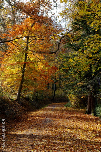 forêt en automne © hardelot