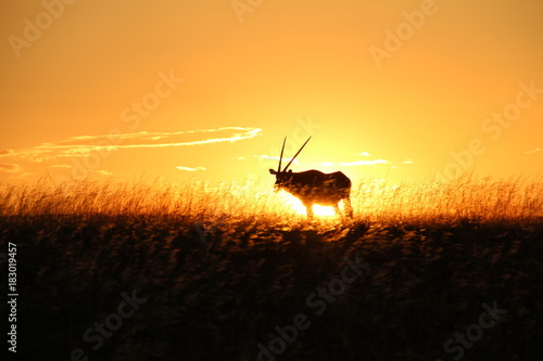 Oryx Antilope im Sonnenunterngang