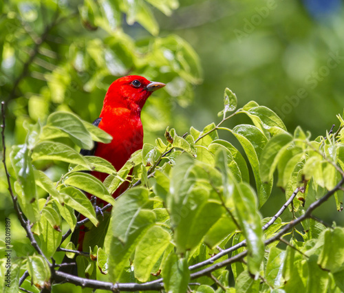 Scarlet Tanager In Green Bushes