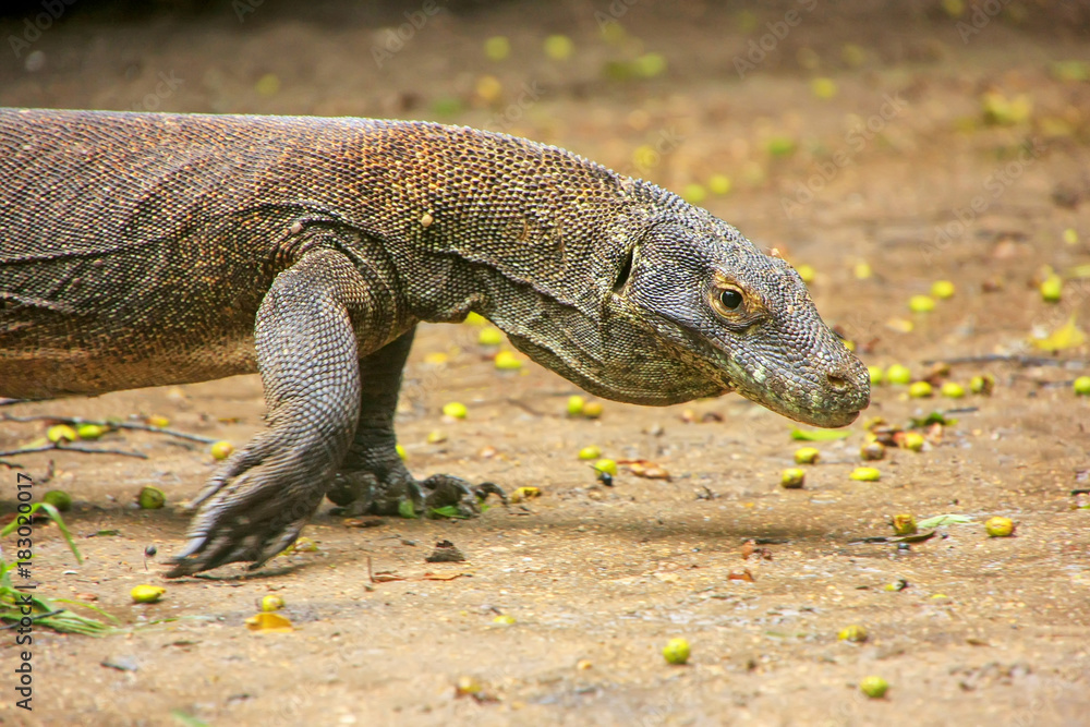 Komodo dragon walking on Rinca Island in Komodo National Park, Nusa Tenggara, Indonesia Komodo dragon walking on Rinca Island in Komodo National Park, Nusa Tenggara, Indonesia