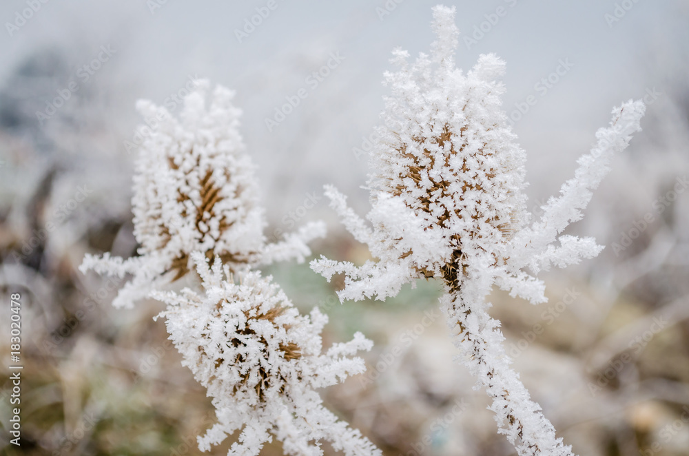 Dried thistle covered with snow Dried thistle covered with snow