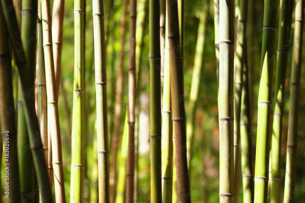 Bamboo thickets in a summer sunny day. The nature of China. Bamboo thickets in a summer sunny day. The nature of China.