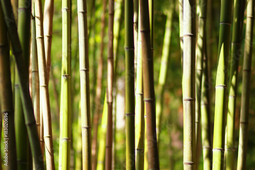 Bamboo thickets in a summer sunny day. The nature of China.