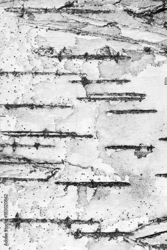 Close-up of birch tree's bark texture background in black and white.