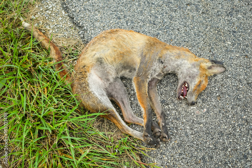 Fototapeta Naklejka Na Ścianę i Meble -  A dead fox lying on the ground beside road.