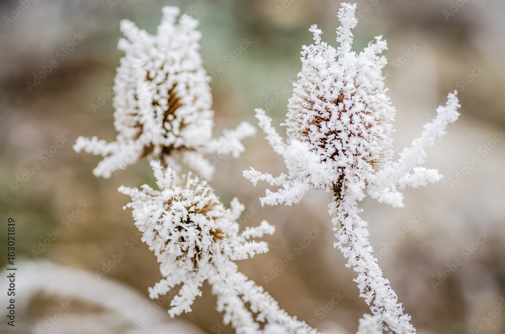 Dried thistle covered with snow 