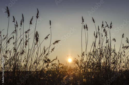 Bright sunset on the horizon between grasses.