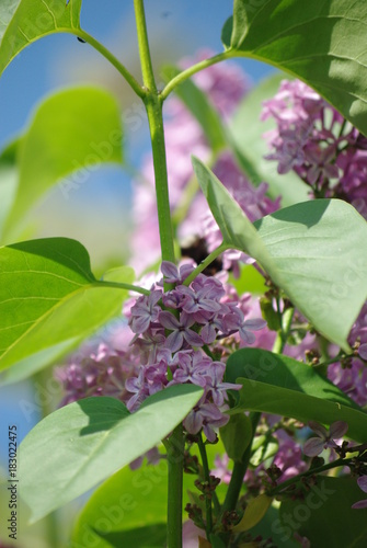 Flieder / Bunte Blume / Pflanze in farbenfroher Umgebung photo