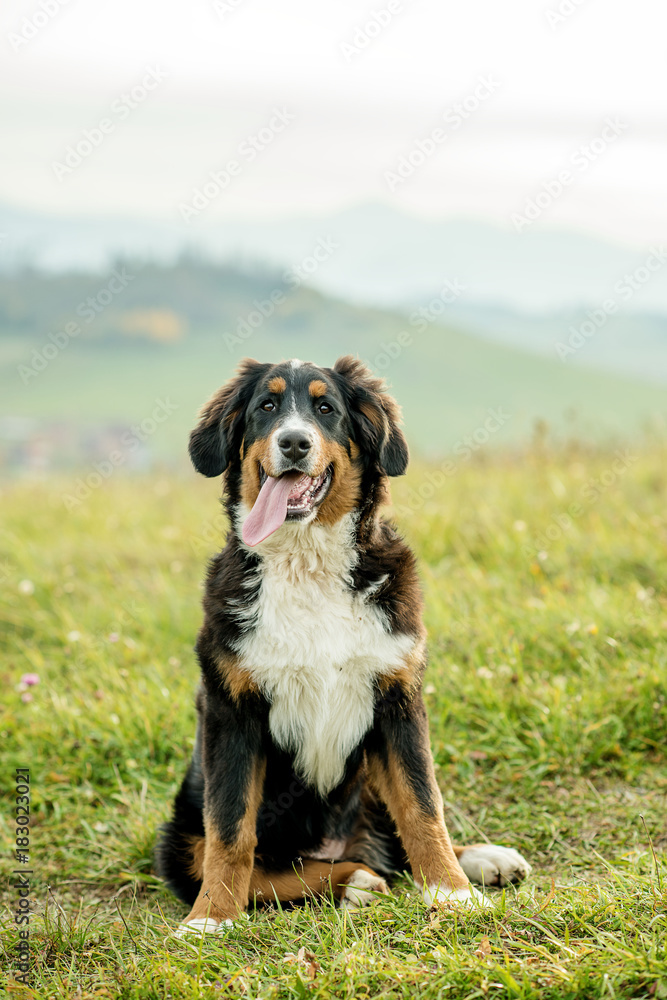 bernese puppy in a green backroung nature 