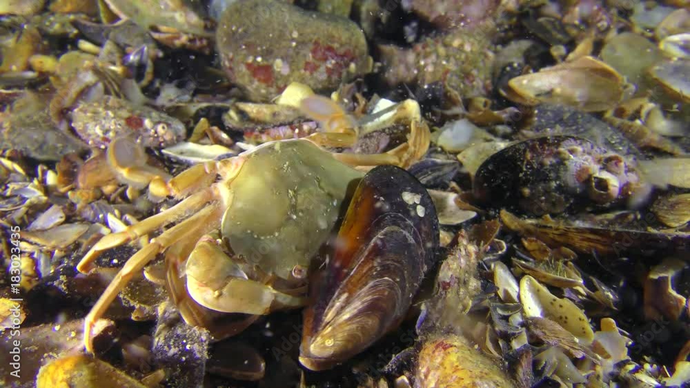 Swimming crab (Liocarcinus holsatus) is trying to get meat from the shell of the mussel.
Swimming crab (Liocarcinus holsatus) is trying to get meat from the shell of the mussel.