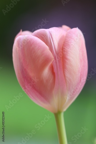 perfect pink tulip