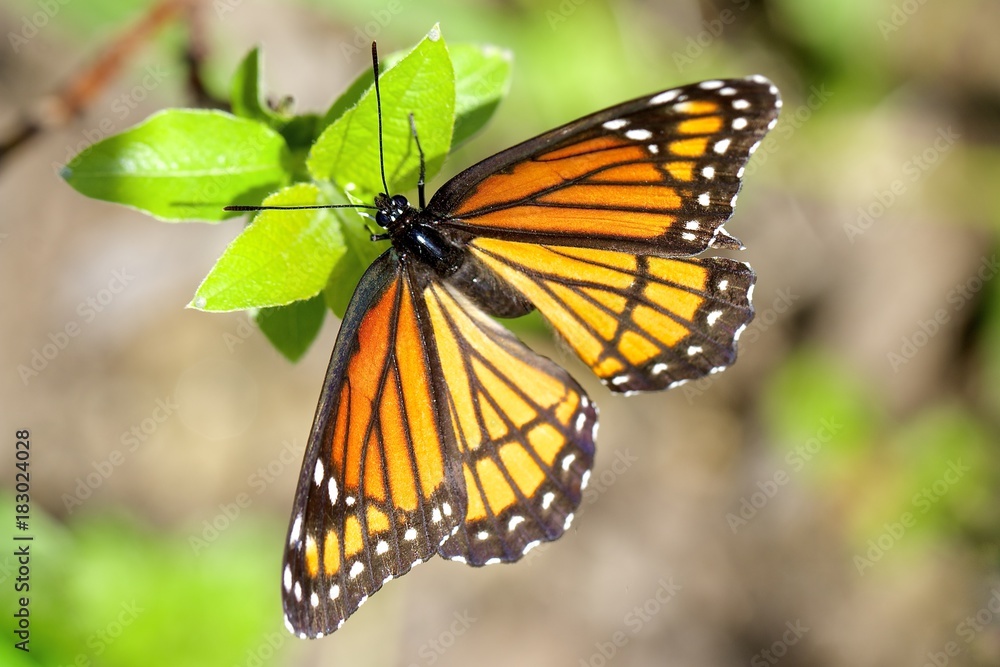 Monarch butterfly on leaves Monarch butterfly on leaves