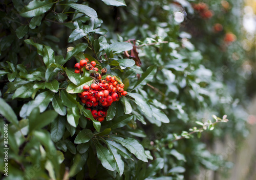 Red berries in a bush