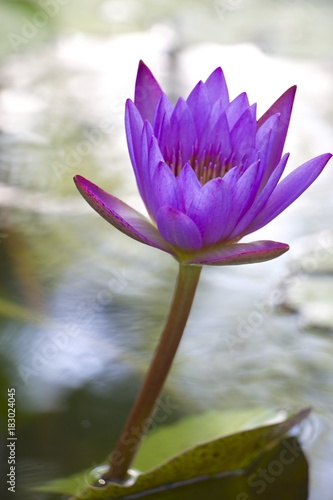 Lotus flower on pond