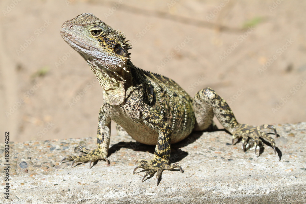Australian wild iguana Australian wild iguana
