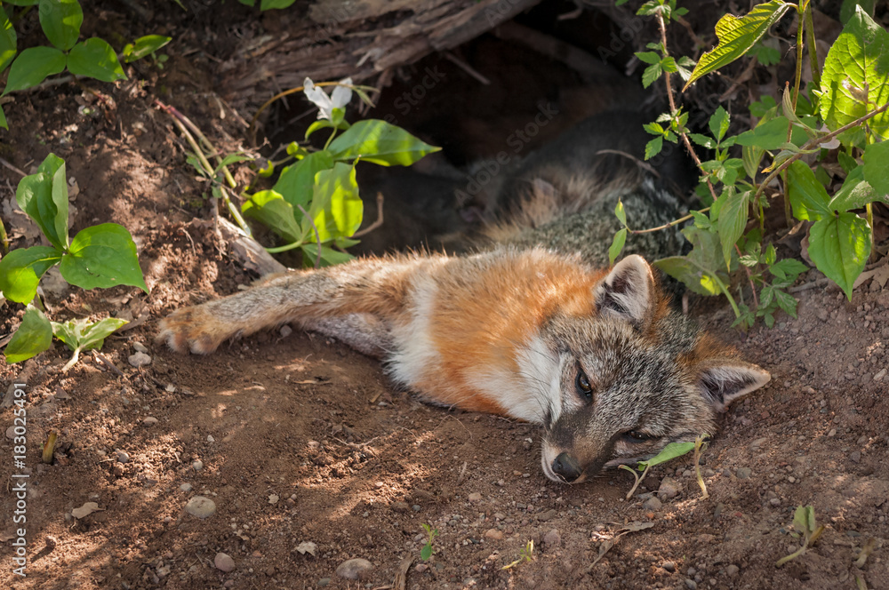 Fototapeta premium Grey Fox (Urocyon cinereoargenteus) Vixen Lies in Den Feeding Kits