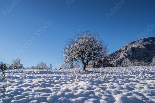 Einzelner Baum im Winter © Mathias Karner