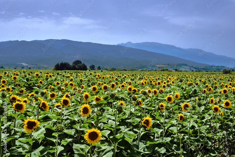 Blooming sunflowers on Thessalian plain in Greece.
