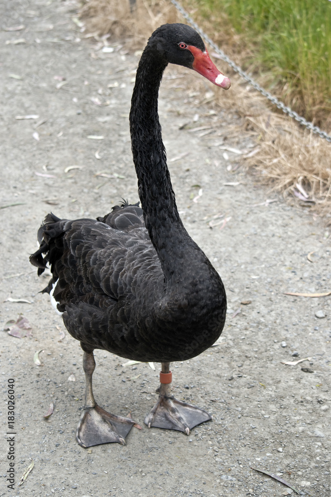 Fototapeta premium black swan