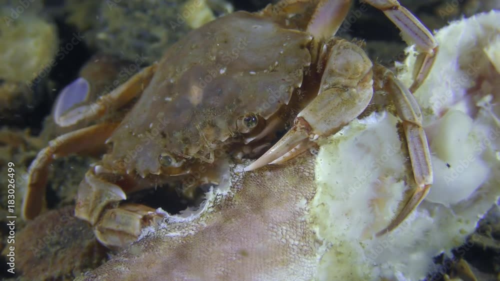 Swimming crab (Liocarcinus holsatus) eats dead fish, close-up.
Swimming crab (Liocarcinus holsatus) eats dead fish, close-up.