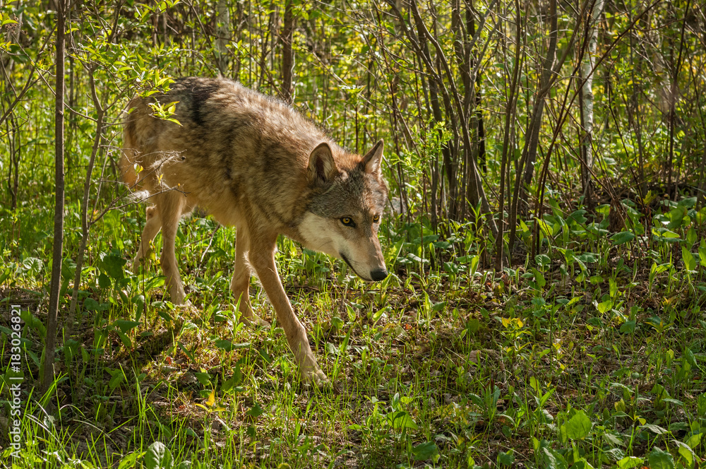 Fototapeta premium Grey Wolf (Canis lupus) Prowls Through Brush