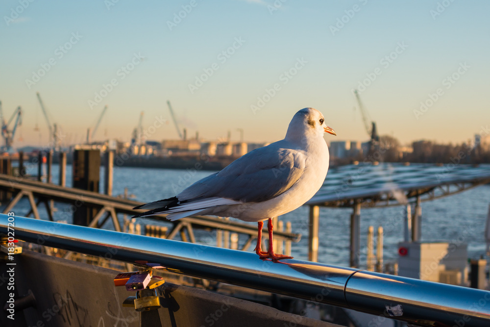 Fototapeta premium Möwe guckt auf Hamburger Hafen