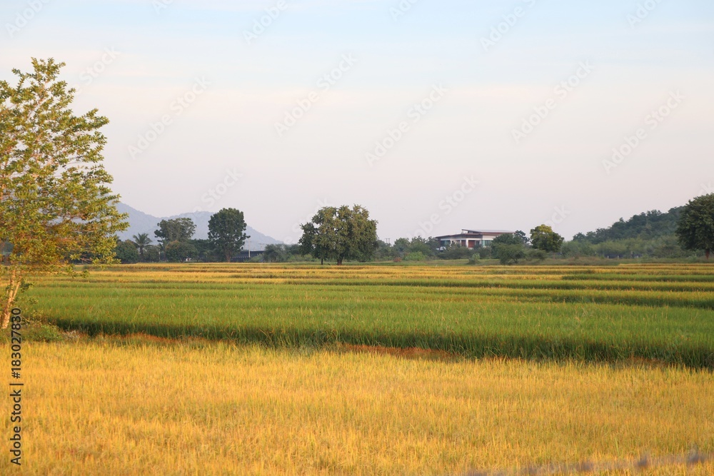 Two tone colors rice fields landscape nature background
