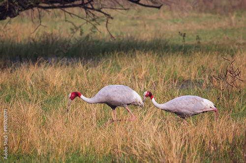 Sarus cranes (Grus antigone) in Keoladeo Ghana National Park, Bharatpur, Rajasthan, India photo