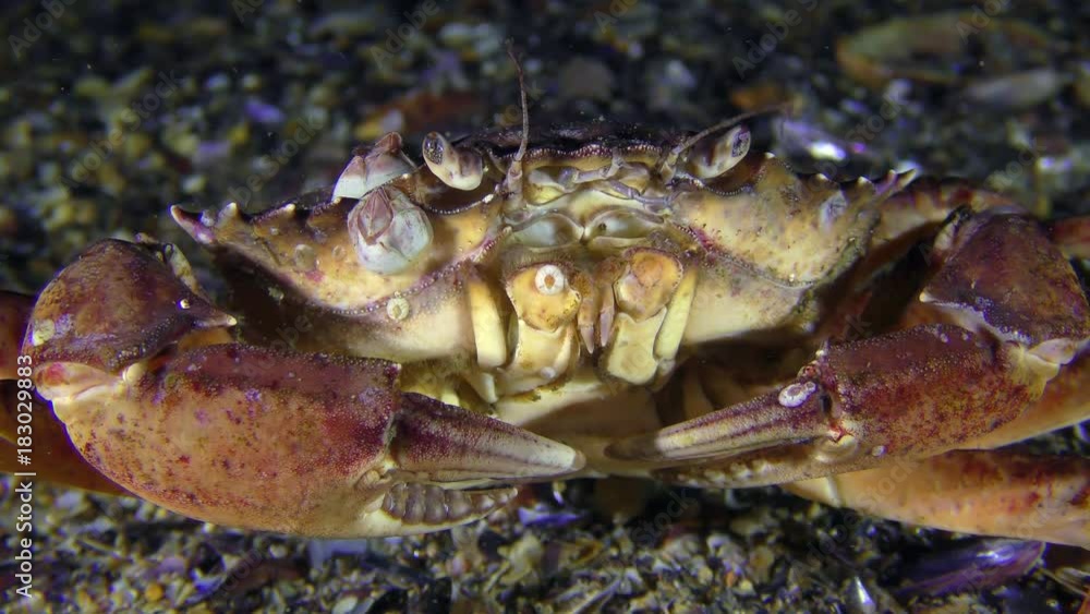 Shore crab (Carcinus maenas) sits at the bottom then slowly leaves the frame.
Shore crab (Carcinus maenas) sits at the bottom then slowly leaves the frame.