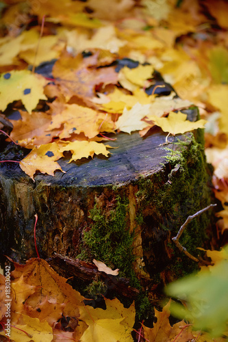 A tree stump covered with moss lichen in the fall leaves. The change of seasons. Autumn