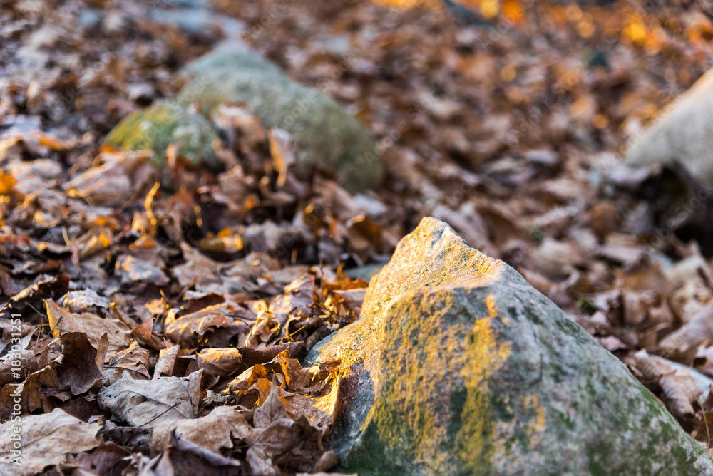 Mossy Rock and Leaves Mossy Rock and Leaves