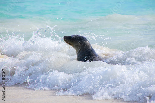 Galapagos sea lion playing at Gardner Bay on Espanola Island  Galapagos National park  Ecuador