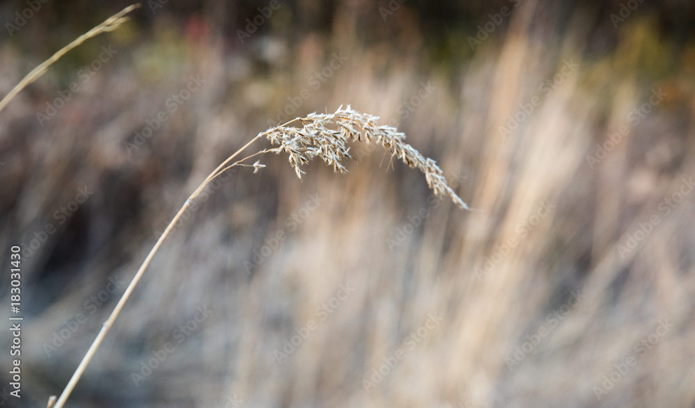 Wheat in the Field