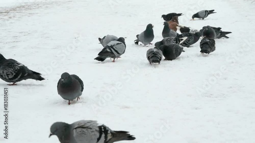 Flock of pigeons eating switchgrass in the urban park in cold winter outdoors photo