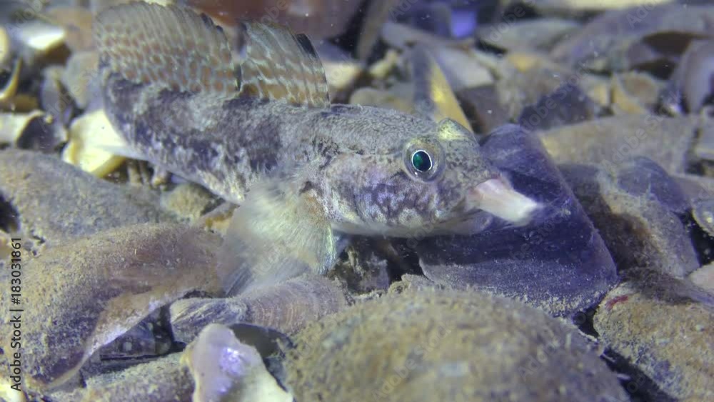 Reproduction of polychaetes (Nereis sp.): Bottom fish Gobius eats a captured worm.
Reproduction of polychaetes (Nereis sp.): Bottom fish Gobius eats a captured worm.
