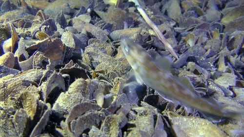 Reproduction of Clam Worms (Nereis sp.): Whiting fish (Merlangius merlangus) catches and eats a captured worm.
 photo