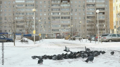 Flock of pigeons eating switchgrass in the urban park in cold winter outdoors photo