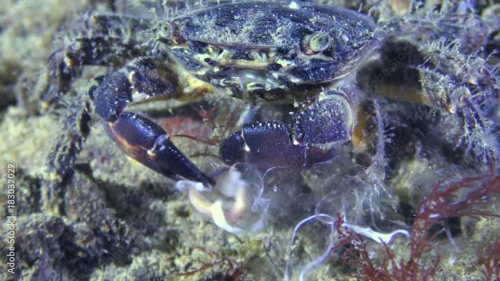 Reproduction Clam Worms (Nereis sp.): A crab (Pachygrapsus marmoratus) catches and eats a captured worm.
Reproduction Clam Worms (Nereis sp.): A crab (Pachygrapsus marmoratus) catches and eats a captured worm.