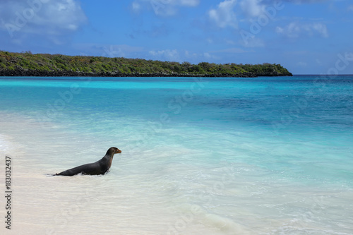 Galapagos sea lion playing in water at Gardner Bay, Espanola Island, Galapagos National park, Ecuador photo