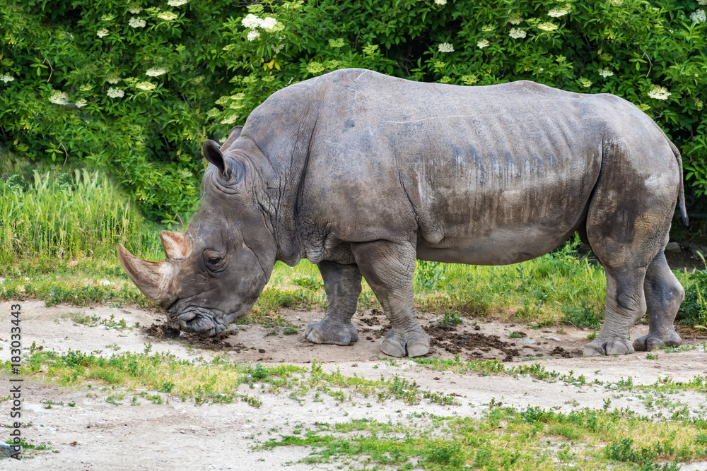 Rhinoceros (Ceratotherium simum) eating green grass Rhinoceros (Ceratotherium simum) eating green grass