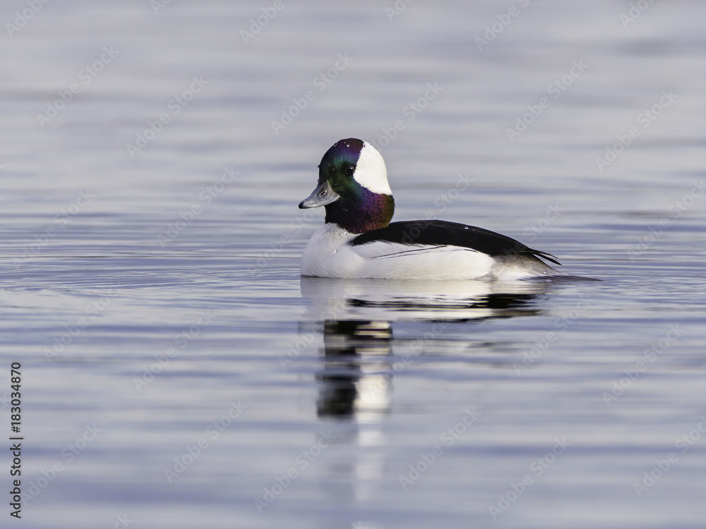 Male Bufflehead Swimming Male Bufflehead Swimming
